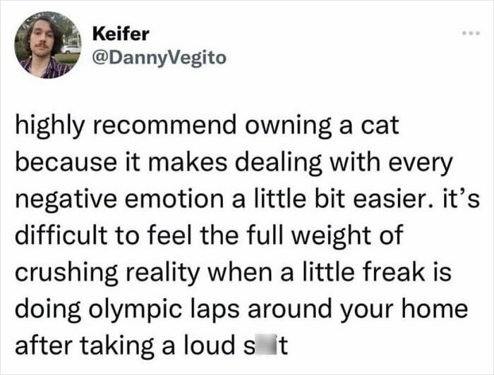 The-Odd-Cat-Sanctuary-Memes