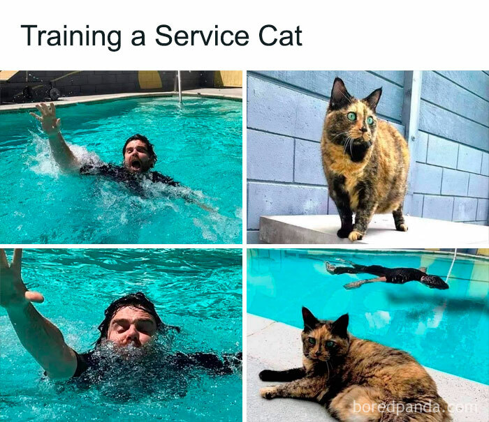 The-Odd-Cat-Sanctuary-Memes