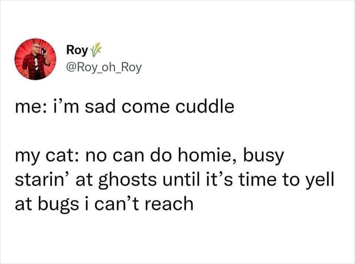 The-Odd-Cat-Sanctuary-Memes