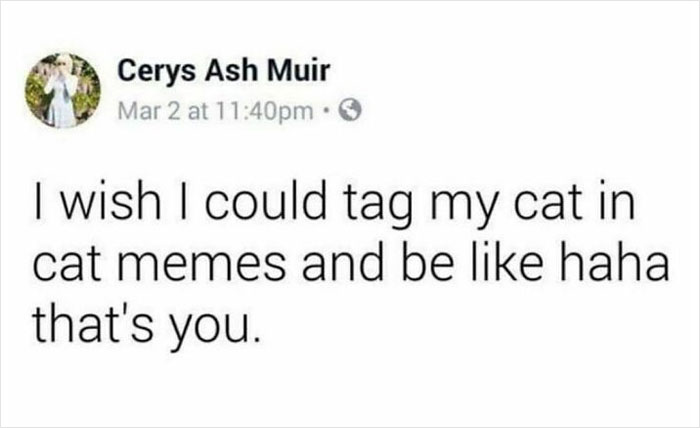 The-Odd-Cat-Sanctuary-Memes