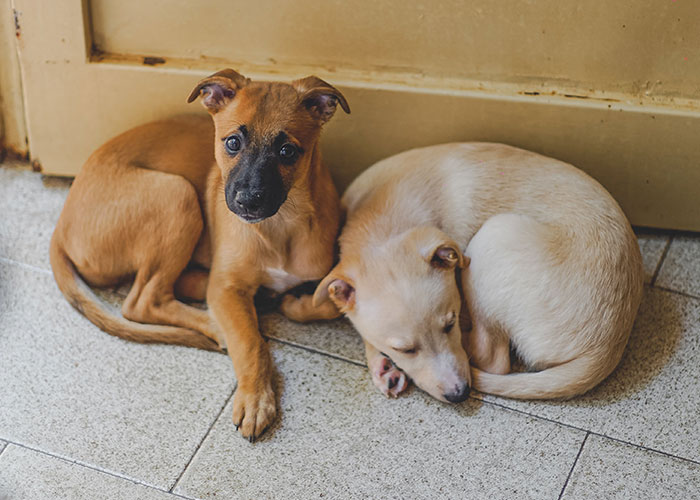 "People With Enormously Obese Pets": 35 Things People Can't Help But Judge Others For