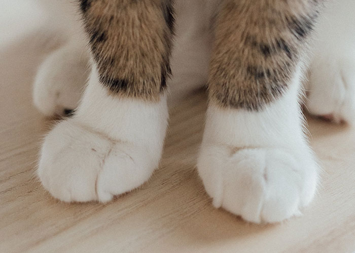 "People With Enormously Obese Pets": 35 Things People Can't Help But Judge Others For