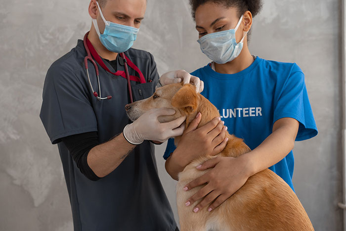 Veterinary care for a dog with warts, as a vet and a volunteer examine the dog's skin condition. Veterinary care for a dog with warts, as a vet and a volunteer examine the dog's skin condition.
