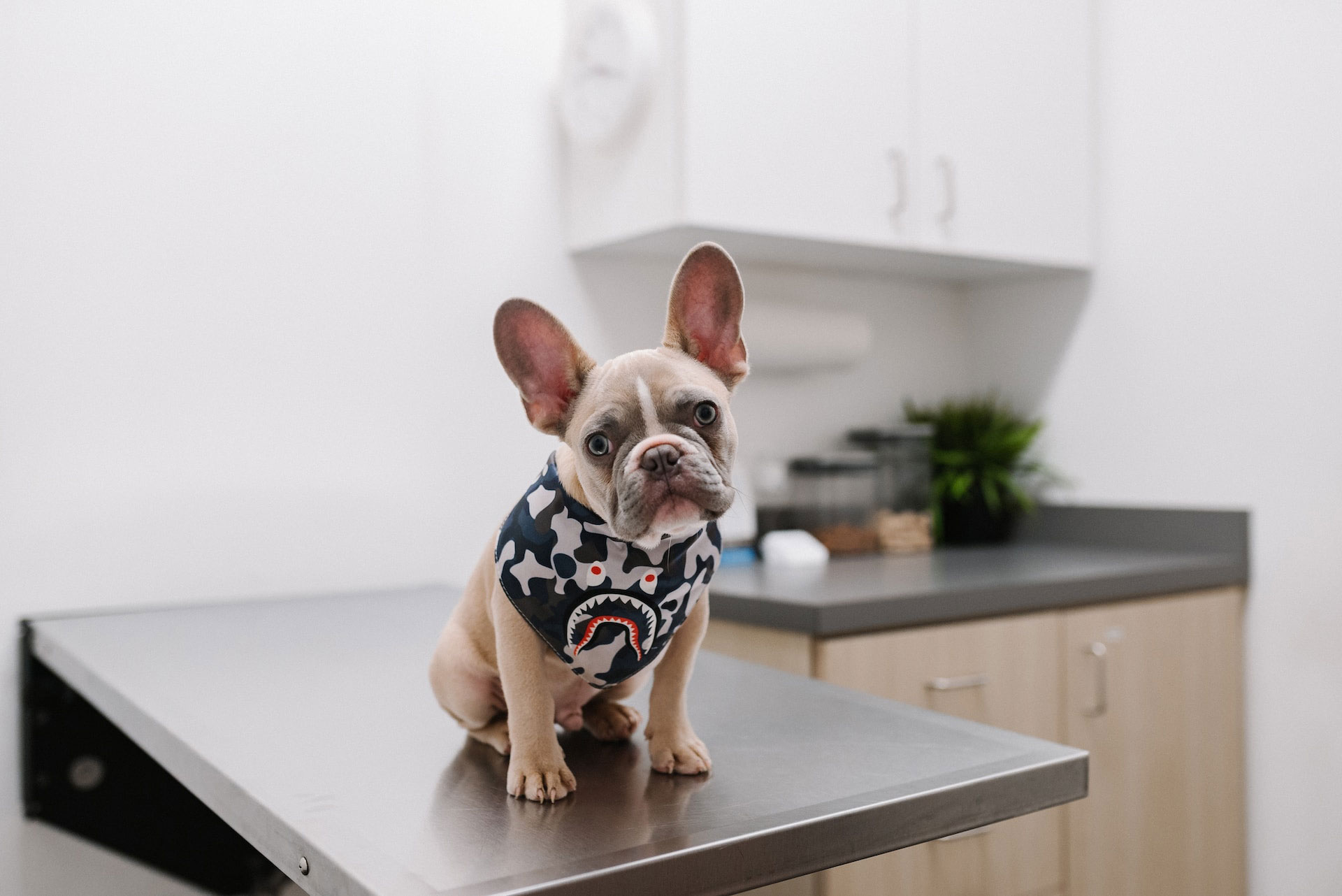 French bulldog in a veterinary clinic, wearing a camo bandana, symbolizing dog gas remedies and care.