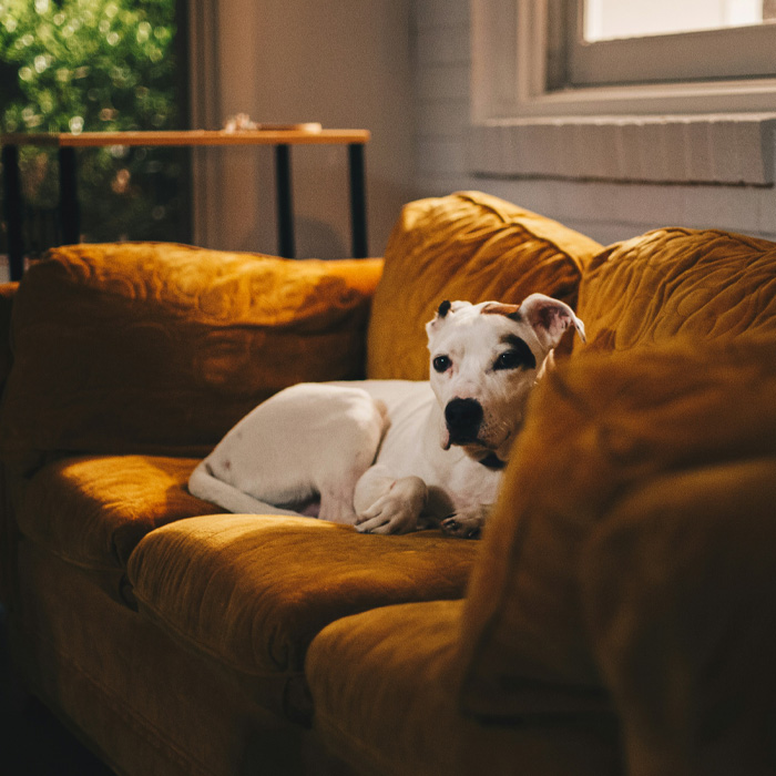 Dog lying on the couch 