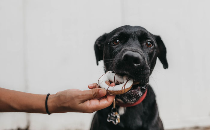 Dog eating a donut Dog eating a donut