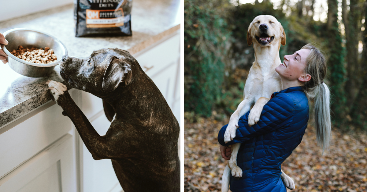 What Do Dogs Need: Basic Needs for Dog Care | Bored Panda