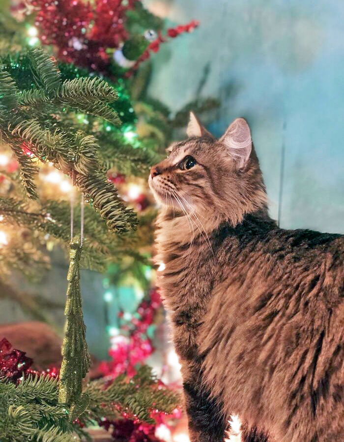 I Brought My Beautiful Girl Home From The Shelter Just In Time For Her First Christmas With A Family