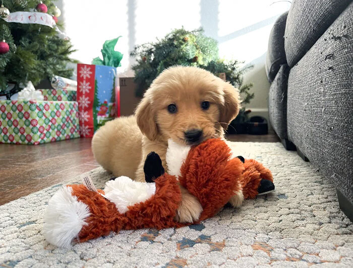 A Coworker's Relative Got This Pup Without Consulting The Wife And Couldn't Keep It, So I Swooped In To Take Him In. First Family Dog, And My Wife And Daughter Are Ecstatic