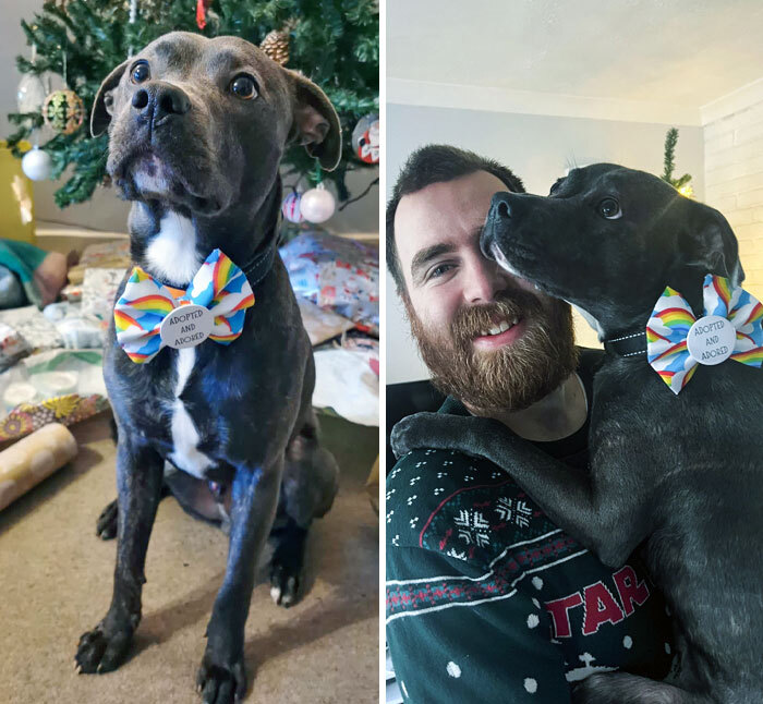 My Fiancé And I Foster Dogs. For Christmas This Year, She Announced That We Were Adopting This Guy. He's The Cutest