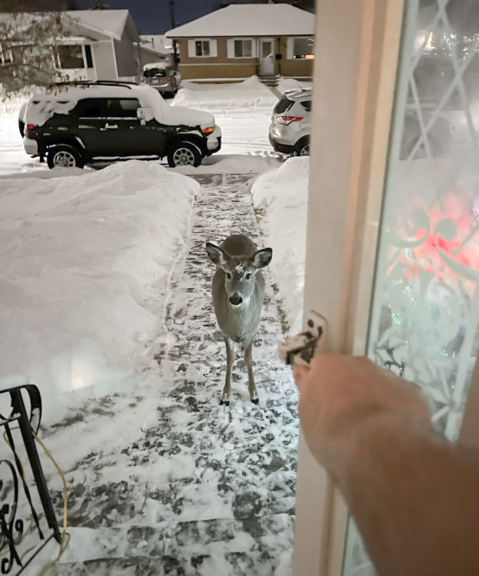 This Cute Christmas Eve Visitor