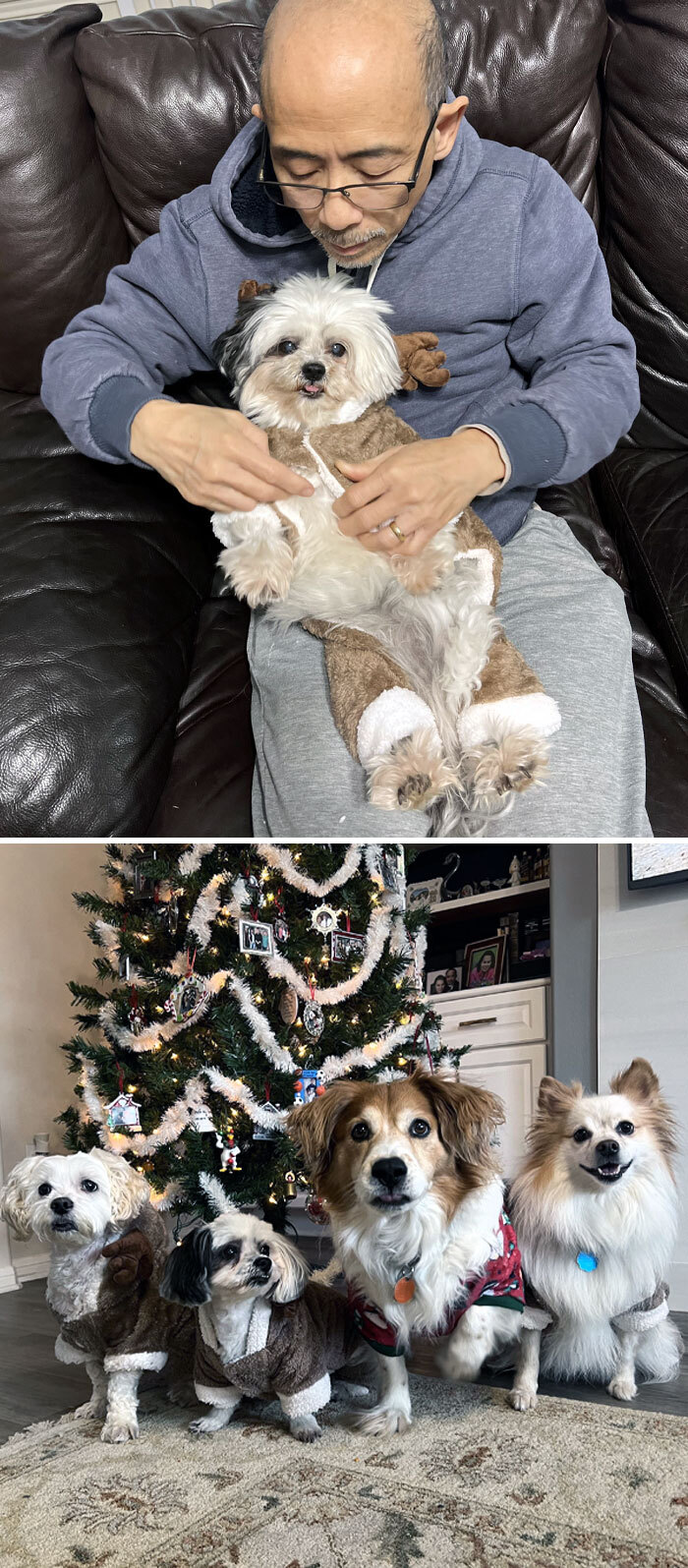 Every Dad Ever: I Don't Want Another Dog. Yet We Have 4 Dogs, And He Puts Dog Picture Ornaments On The Bottom Of The Christmas Tree So The Dogs Can See Themselves