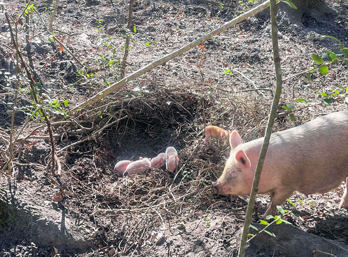 Apparently, I Got Piglets For Christmas. I'm So Excited