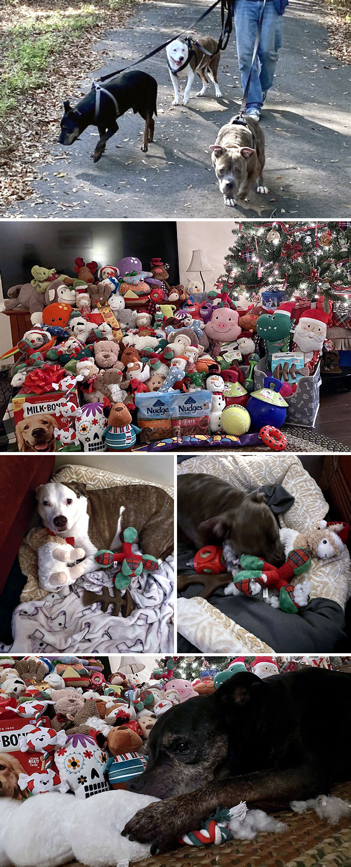I Adopted 3 Dogs From The Shelter This Year And Decided To Give Them The Best Christmas I Possibly Could