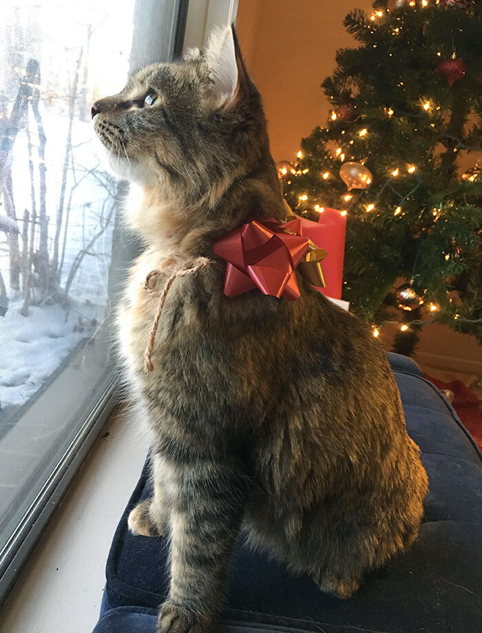 My Boyfriend Surprised Me With The Best Christmas Present Ever. Meet Arya