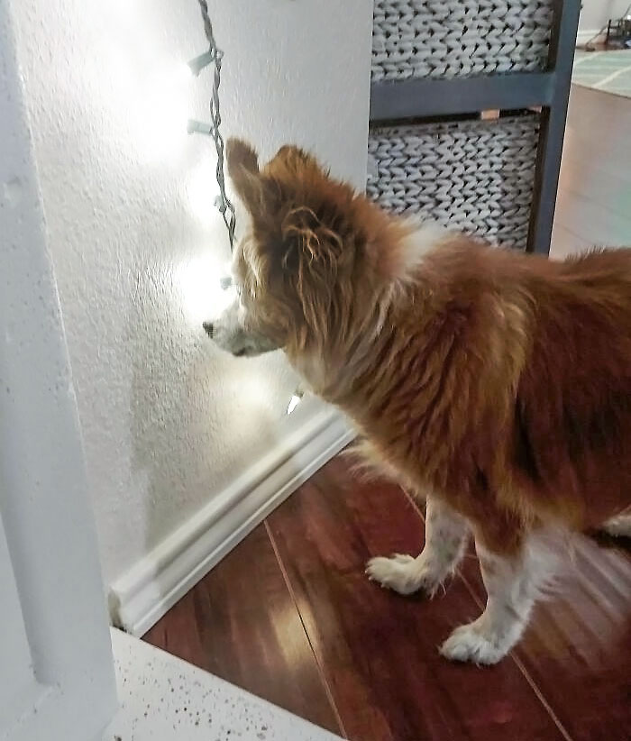 My Blind 18-Year-Old Clearly Loving The New Christmas Lights