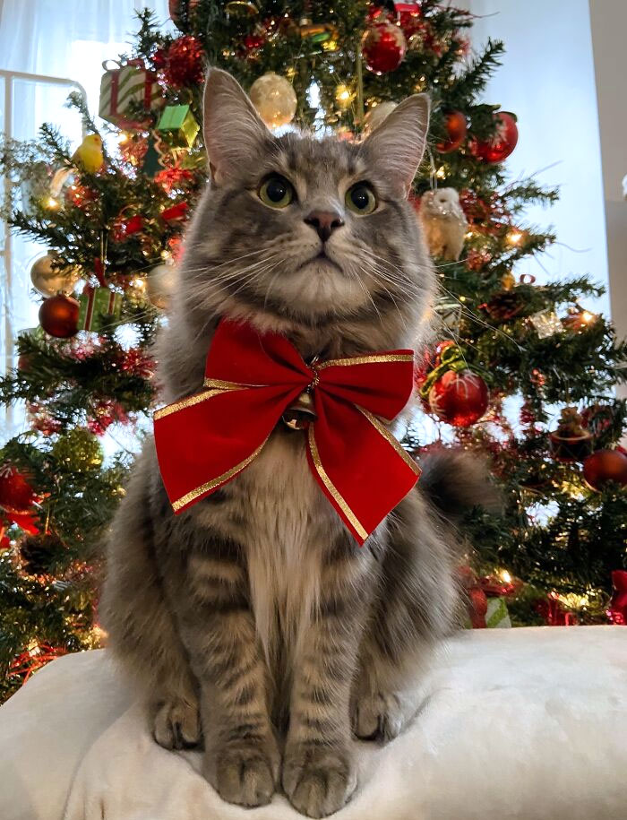 It's Mr. Meatpie's First Christmas