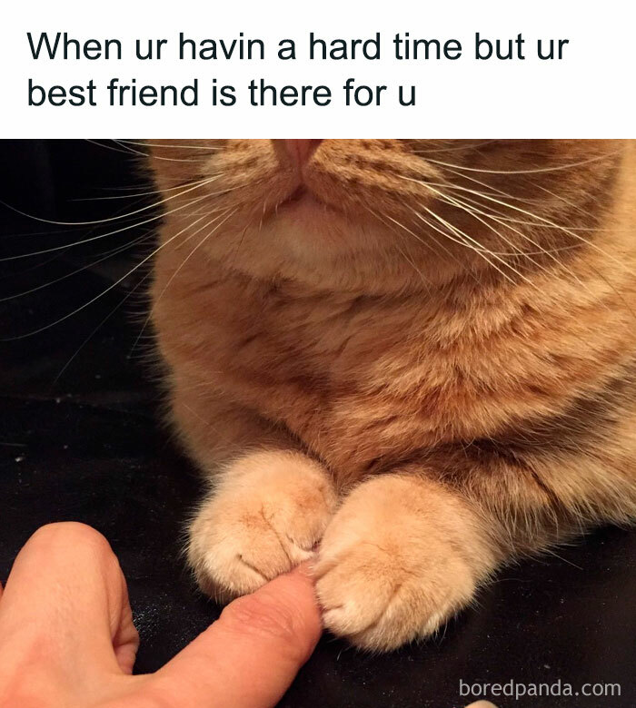 Wholesome-Funny-Memes