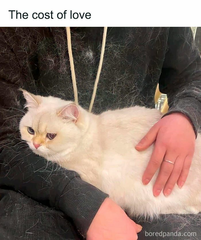 Wholesome-Funny-Memes