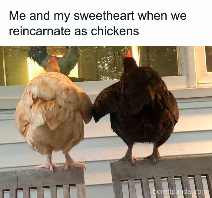 Wholesome-Funny-Memes