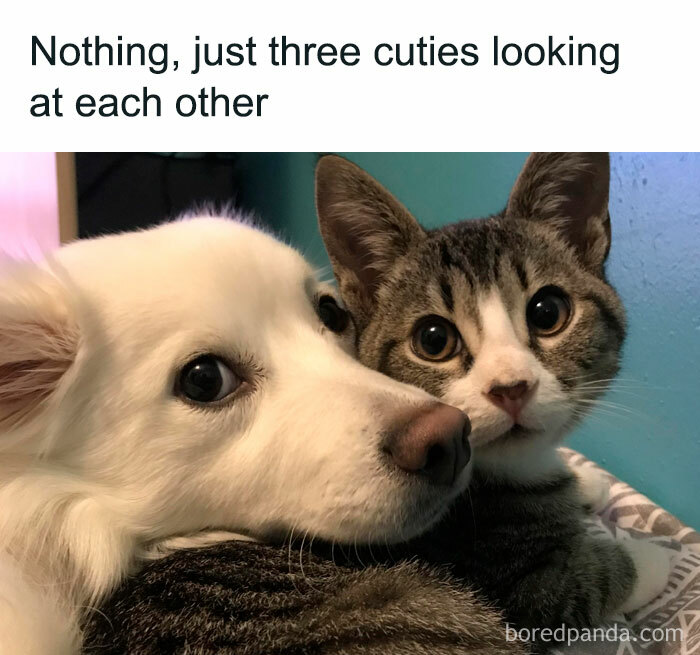 Wholesome-Funny-Memes