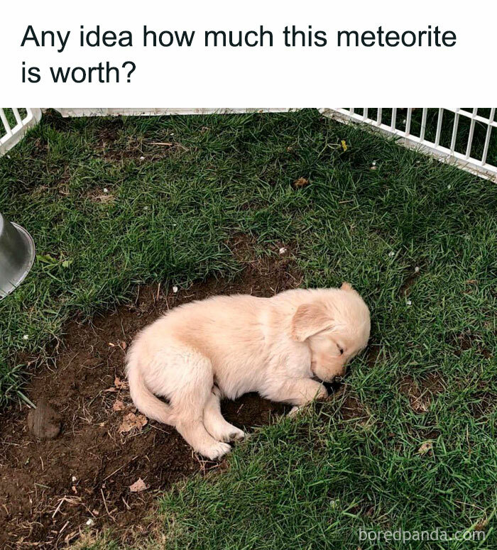 Wholesome-Funny-Memes