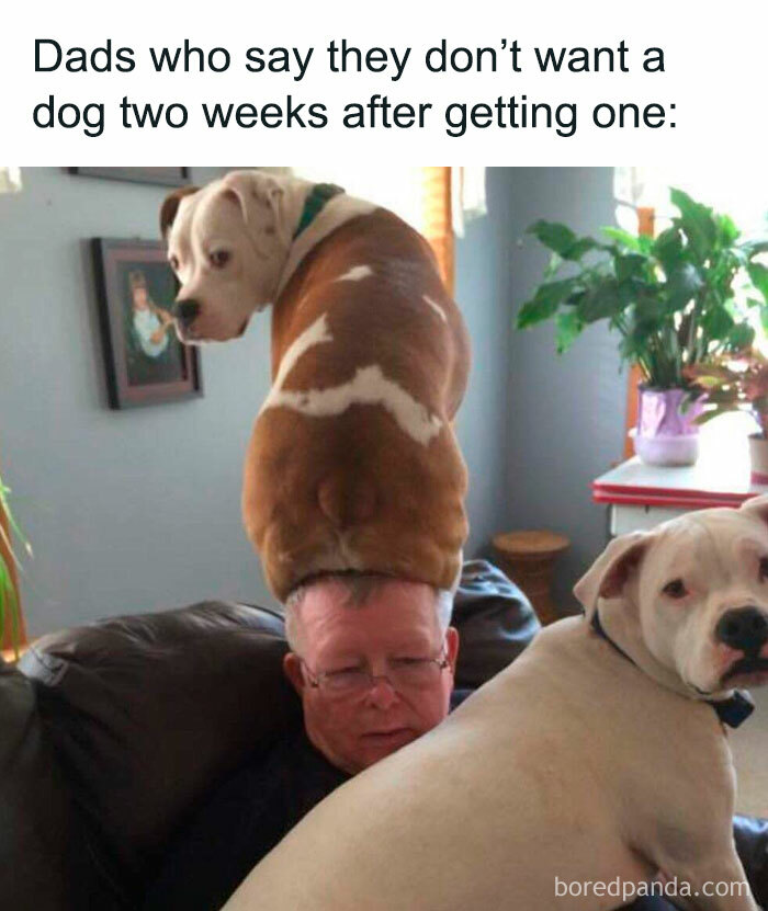 Wholesome-Funny-Memes