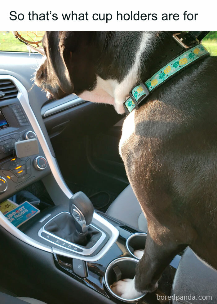 Wholesome-Funny-Memes