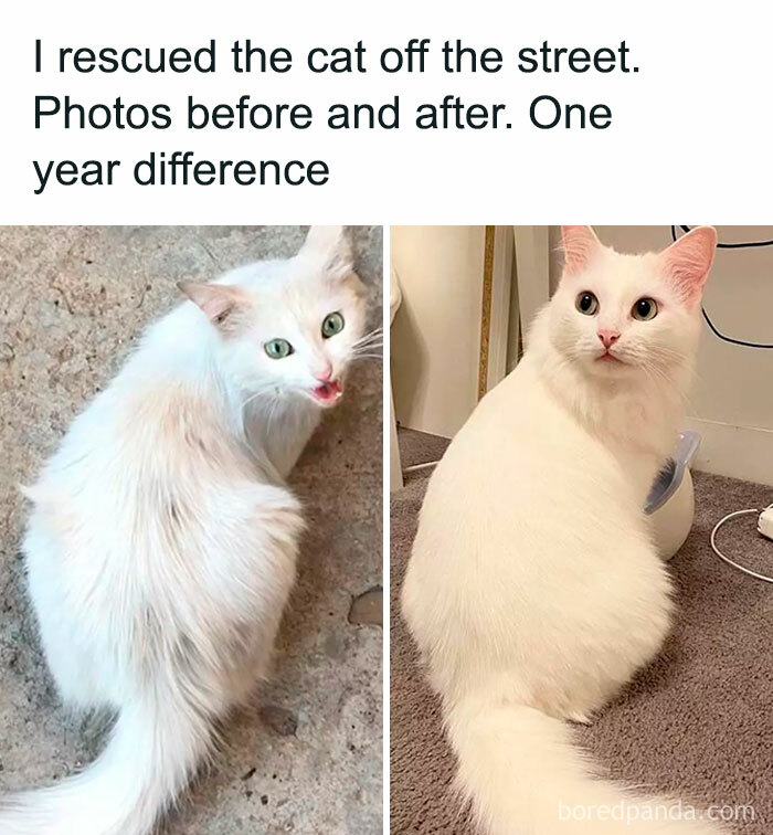 Wholesome-Funny-Memes