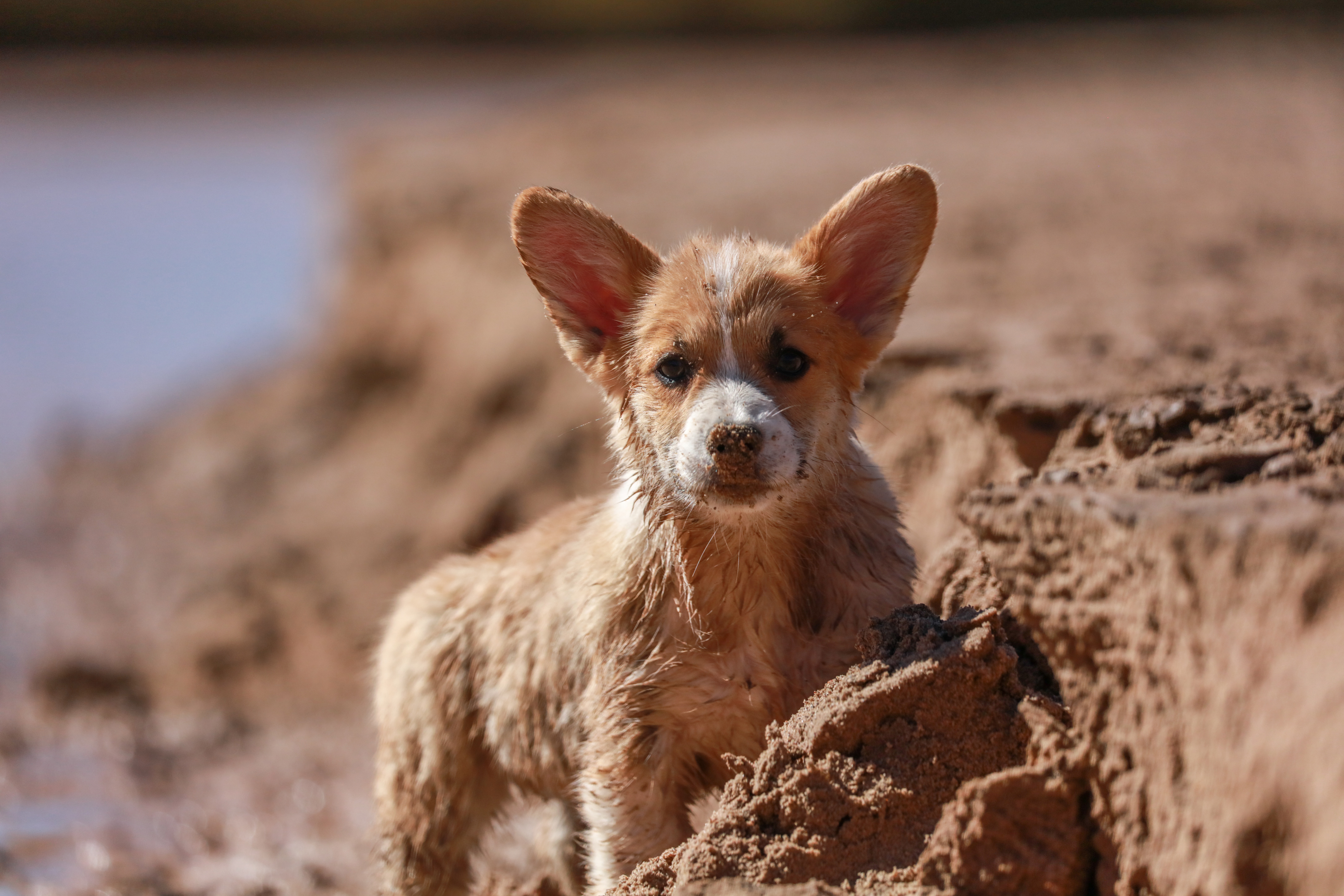 corgi standing on the sand during the daytime