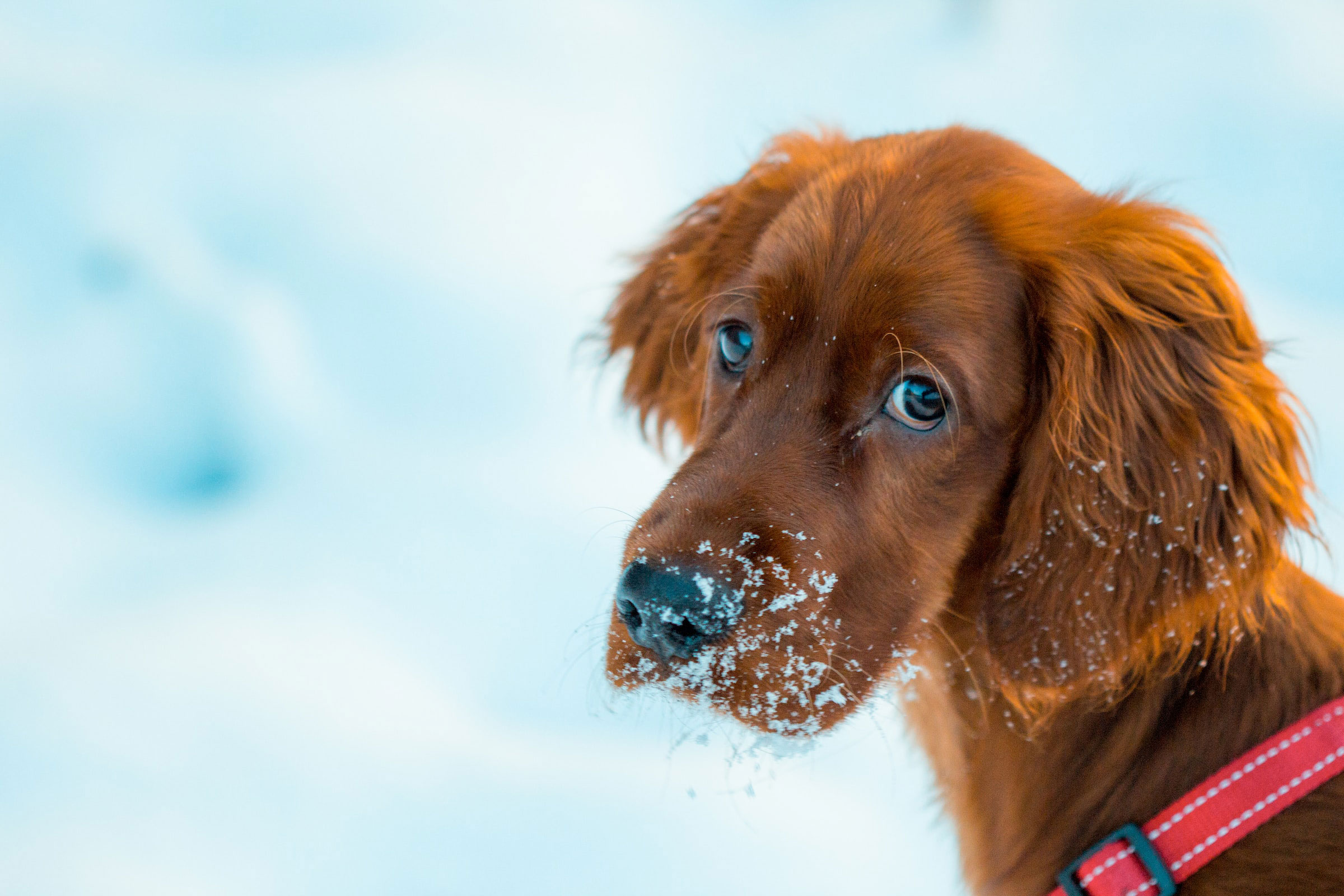 Dog with snow on nose, wearing a red collar, gazing intently.