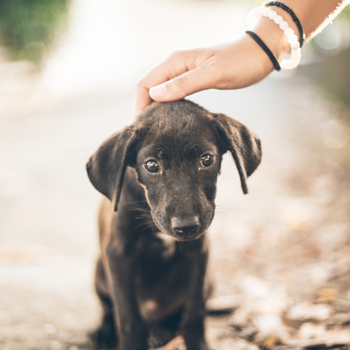Person petting a puppy Person petting a puppy