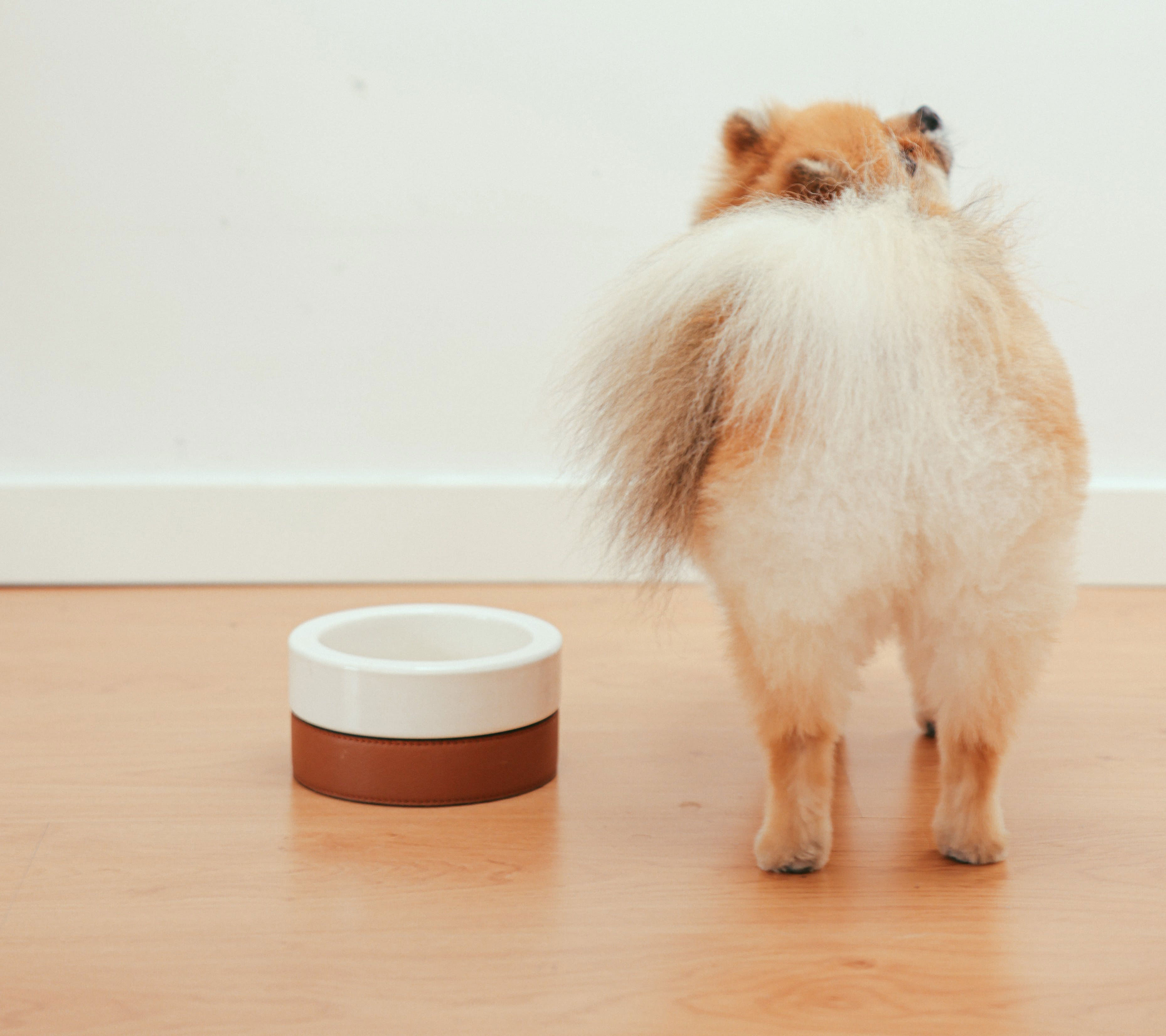a brown pomeranian puppy near am empty bowl