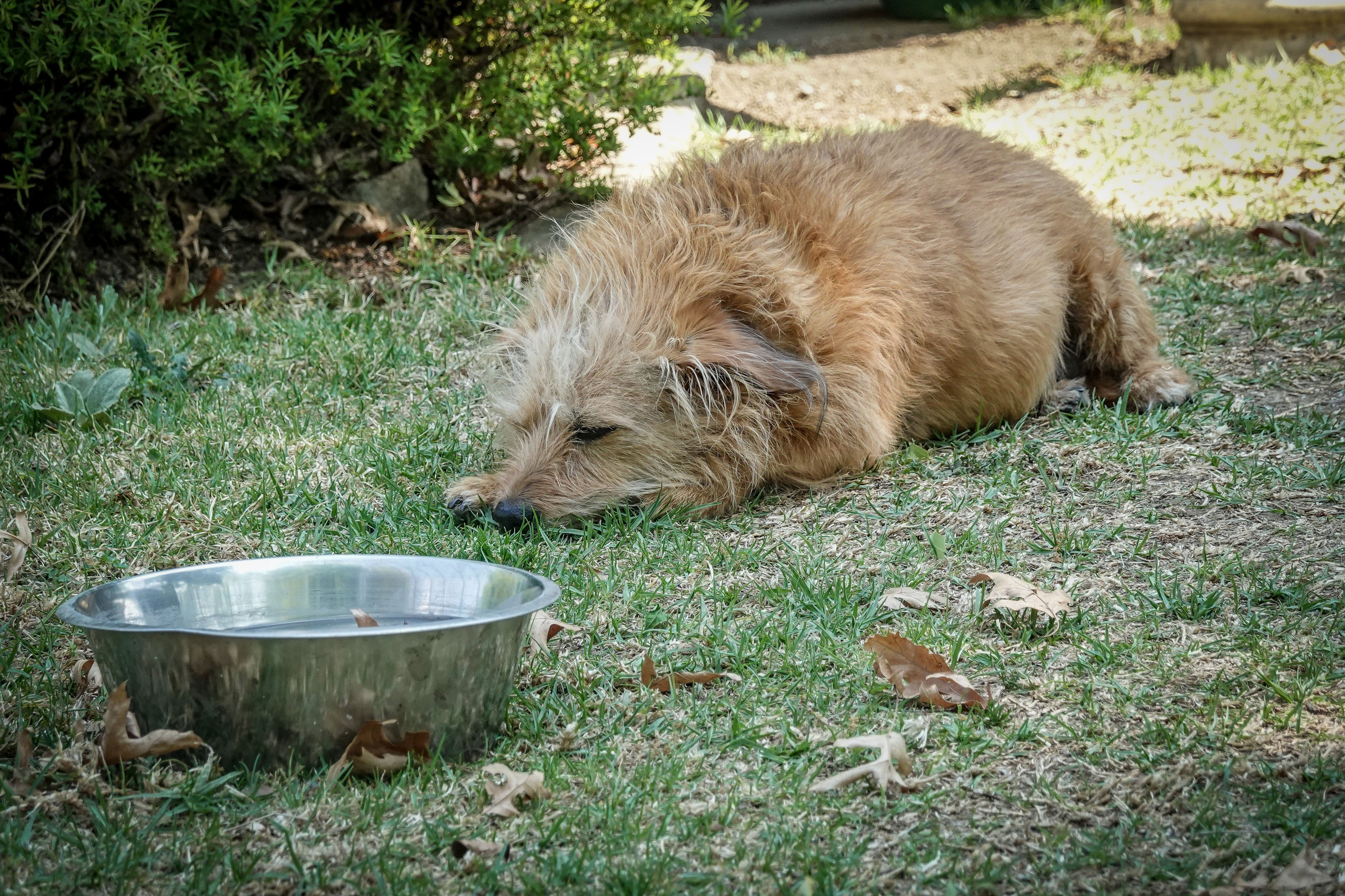 a brown dog lying on a green grass near the bowl
