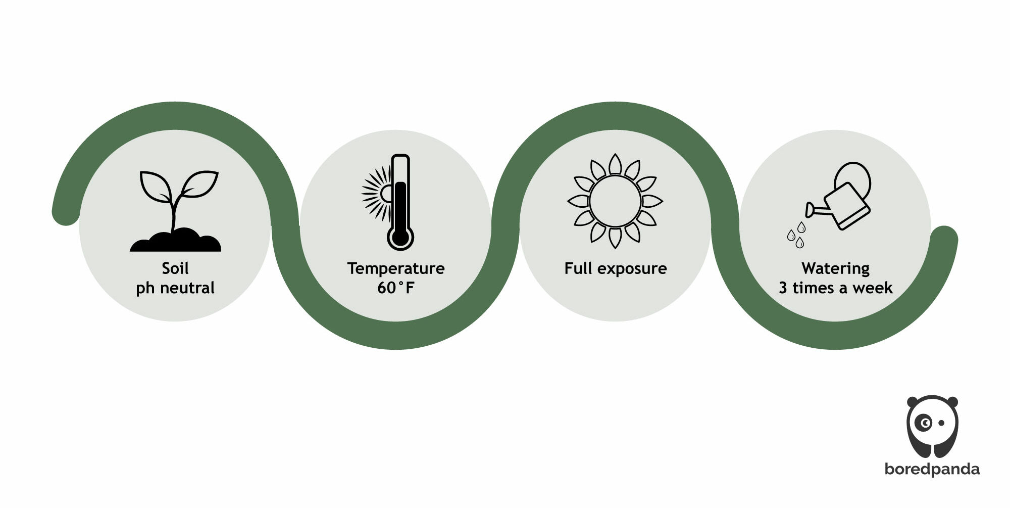 Tips graphic for caring zinnias