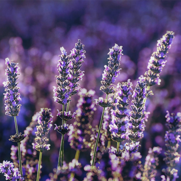 Purple lavenders in the field