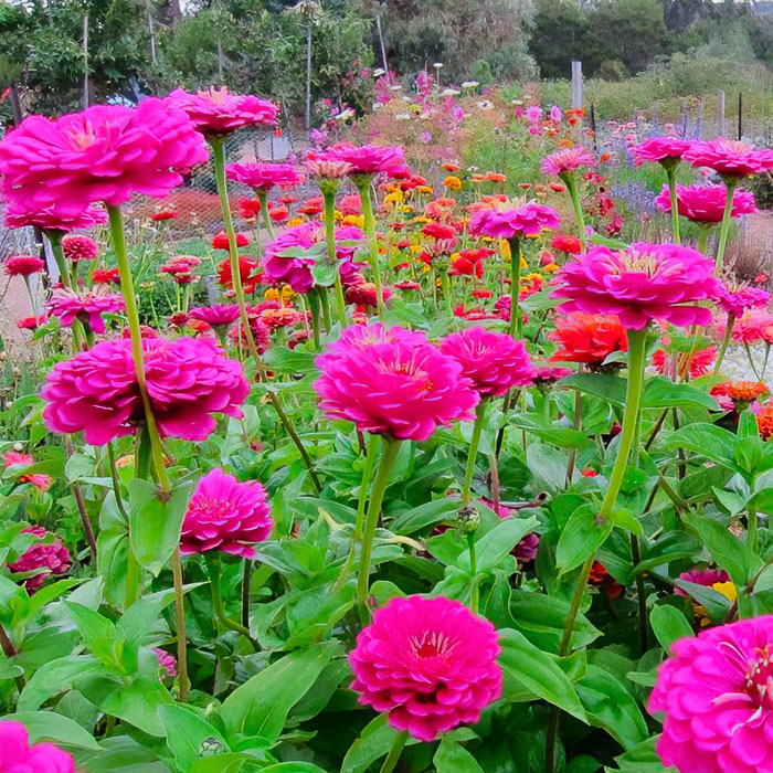 Purple California Giants zinnias in the field
