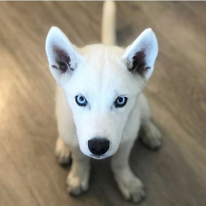 Overcoming Disability: This Dog&rsquo;s Prancing Walk Steals Hearts On The Internet