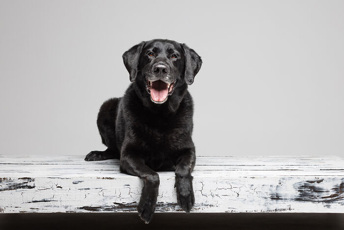 Monty The 10-Year-Old Labrador