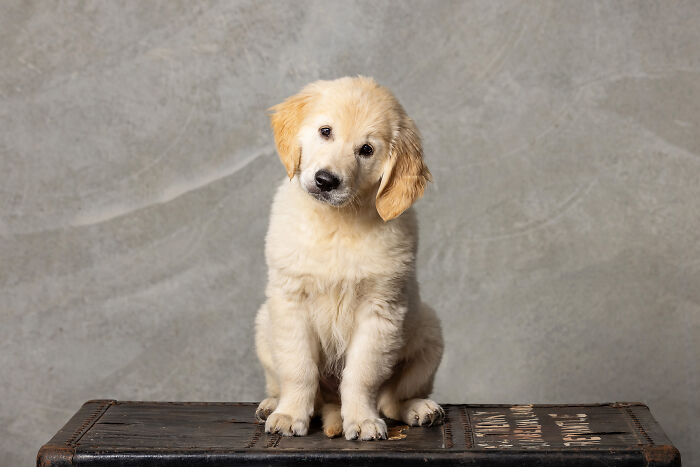 Winston The 12-Week-Old Golden Retriever