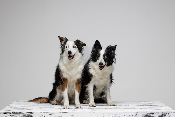 Senior Border Collie Sisters Zumba And Eva