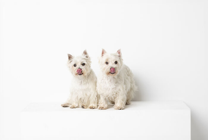 Luna And Kenzie With Synchronised Nose Licks