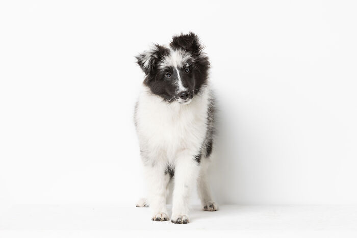 Wynta The Gorgeous Sheltie Puppy