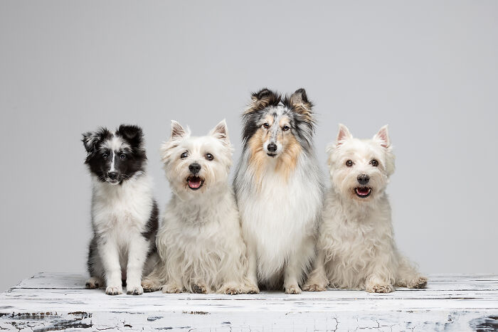 Family Portrait, Wynta, Luna, Libby And Kenzie