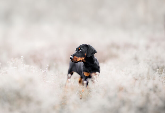 A Photograph Of A Dog