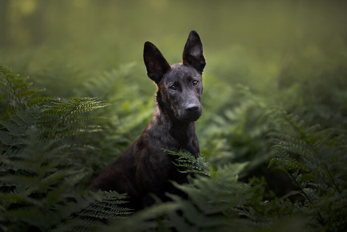 A Photograph Of A Dog