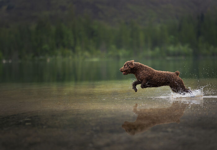A Photograph Of A Dog