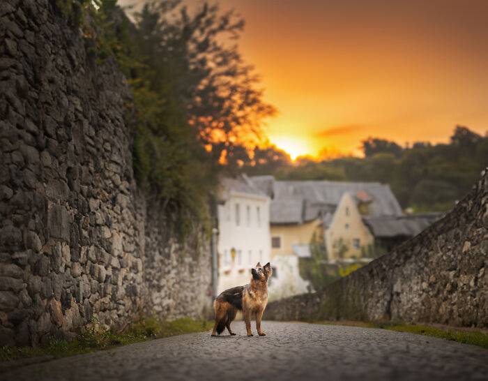 A Photograph Of A Dog