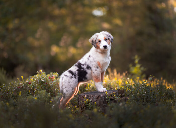 A Photograph Of A Dog