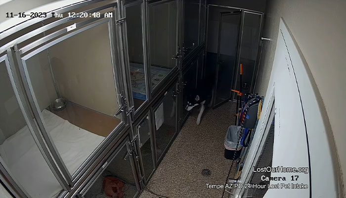 Police Makes “The Cutest Arrest Ever” After Dog Escapes Shelter And Tries To Free His Friends Police Makes “The Cutest Arrest Ever” After Dog Escapes Shelter And Tries To Free His Friends